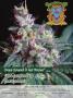 Page: - 63 | High Times