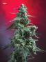 Page: - 71 | High Times