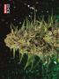 Page: - 72 | High Times
