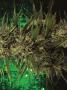Page: - 73 | High Times