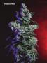 Page: - 74 | High Times