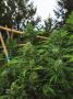Page: - 108 | High Times