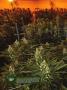 Page: - 16 | High Times
