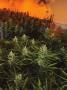 Page: - 17 | High Times