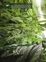 Page: - 20 | High Times