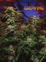Page: - 66 | High Times