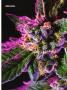 Page: - 71 | High Times