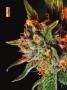 Page: - 72 | High Times