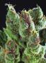 Page: - 74 | High Times