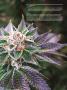 Page: - 109 | High Times