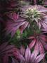 Page: - 18 | High Times
