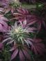 Page: - 19 | High Times