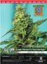 Page: - 35 | High Times