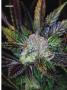 Page: - 71 | High Times