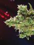 Page: - 72 | High Times