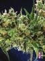 Page: - 73 | High Times