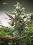 Page: - 74 | High Times
