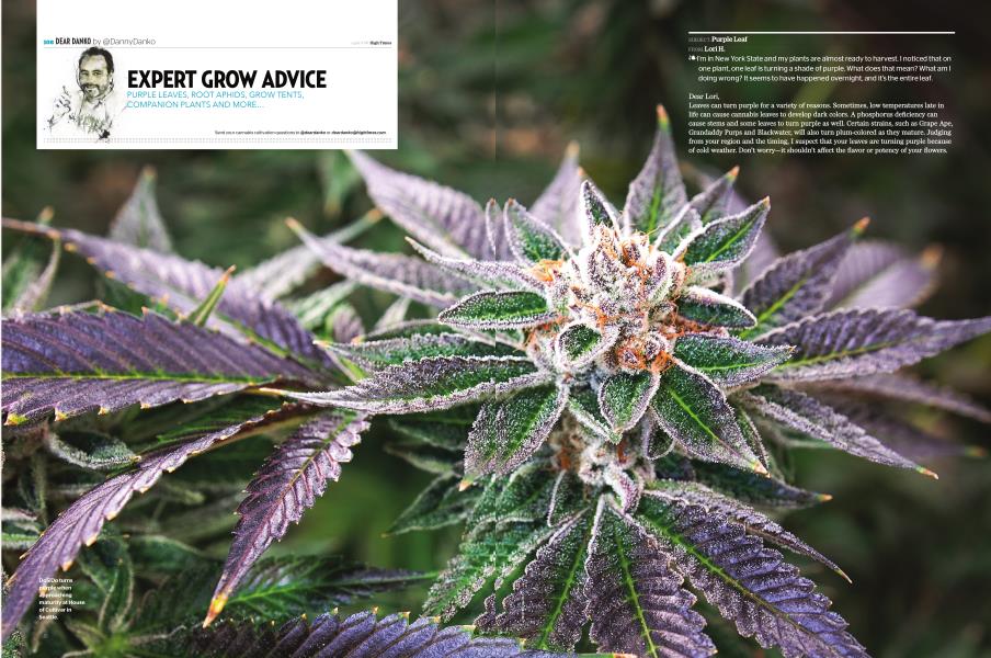 EXPERT GROW ADVICE