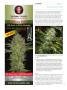 Page: - 112 | High Times