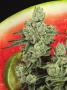 Page: - 18 | High Times