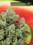 Page: - 19 | High Times