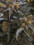 Page: - 20 | High Times