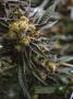 Page: - 21 | High Times