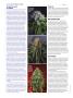 Page: - 50 | High Times