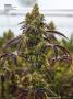 Page: - 71 | High Times