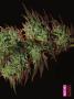 Page: - 73 | High Times