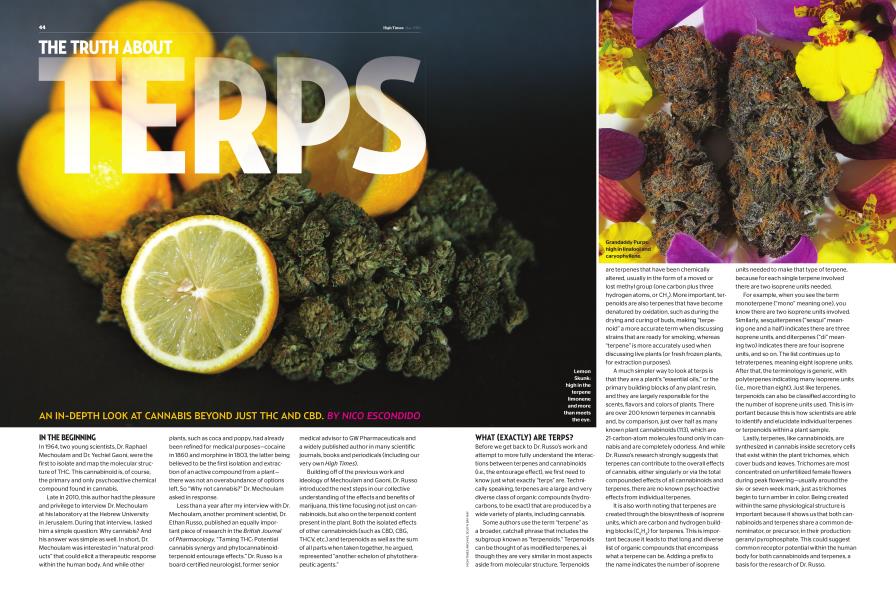 THE TRUTH ABOUT TERPS