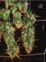 Page: - 109 | High Times