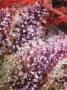 Page: - 17 | High Times