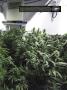 Page: - 19 | High Times