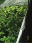 Page: - 45 | High Times