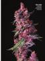 Page: - 71 | High Times