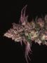 Page: - 72 | High Times