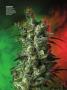 Page: - 74 | High Times