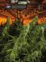 Page: - 16 | High Times