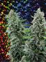 Page: - 18 | High Times