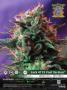 Page: - 35 | High Times