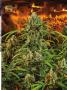 Page: - 71 | High Times