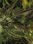 Page: - 73 | High Times