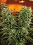 Page: - 74 | High Times