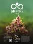 Page: - 95 | High Times