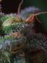 Page: - 21 | High Times