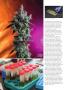 Page: - 60 | High Times