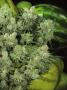 Page: - 73 | High Times
