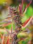 Page: - 74 | High Times