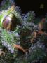Page: - 81 | High Times